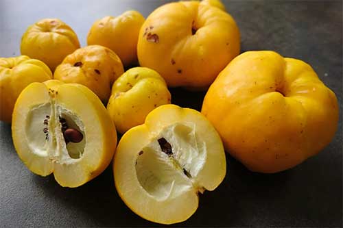 Японска дюля плод yaponska-dyulya-07