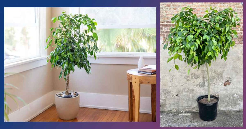 Заболявания на фикуса или защо падат листата на Бенджамина? Правилното съживяване и отглеждане на Бенджамин. Подрязване.