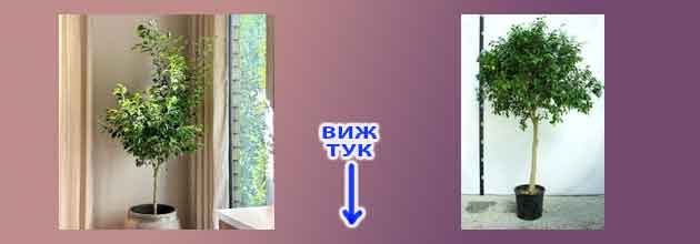 Zashto Padat Listata Na Ficus Benjamina 02