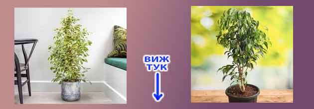 Zashto Padat Listata Na Ficus Benjamina 03