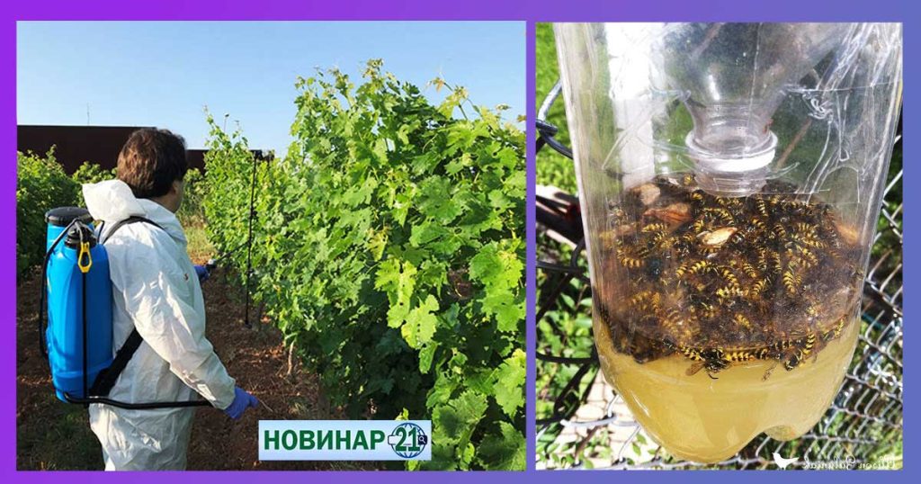 Как се ползва сода бикарбонат срещу оси по лозята и на терасата. Пръскане и капан със сода бикарбонат.