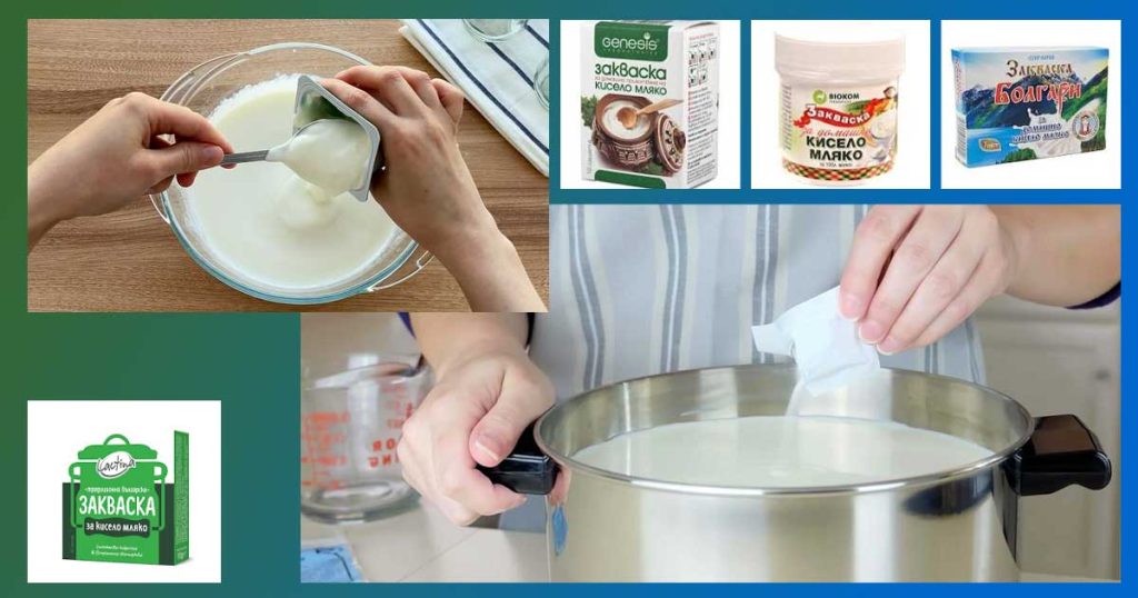 Коя е най-добрата закваска за кисело мляко и откъде да си купя. Какво продават в Кауфланд и онлайн. Кое кисело мляко е с жива закваска? Суха закваска за кисело мляко и за кефир. Как да си я направим сами.